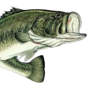 Group logo of Bass Fishing Tournaments