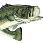 Group logo of Bass Fishing Tournaments